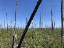 Post Burn Larch Forest