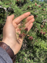 Larch Cones