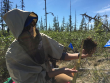 Collecting larch seedings