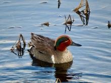 Green-winged Teal (Anas carolinensis)