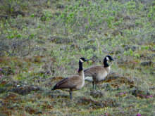 Cackling Geese (Branta hutchinsii)