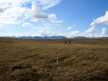 Wet Sedge Tundra