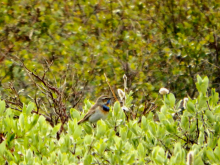 Bluethroat (Luscinia svecica)