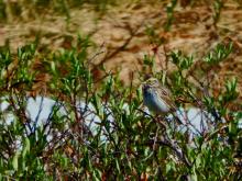 Savannah Sparrow (Passerculus sandwichensis)