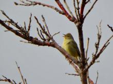 Orange-crowned Warbler (Vermivora celata)