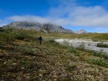 Birding on the North Slope