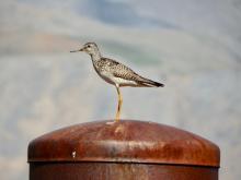 Lesser Yellowlegs (Tringa flavipes)