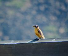 Smith's Longspur (Calcarius pictus)