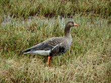 Greater White-fronted Goose (Anser albifrons)