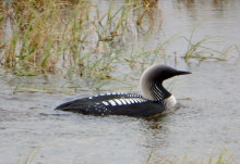 Pacific Loon (Gavia pacifica)