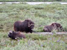 Muskox (Ovibos moschatus) with Calves