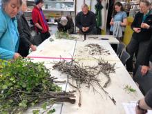 Making headway.  Plants are divded by live and dead wood.  New and old wood are also identified and sorted.  Most of the plant matter here is either a willow species or alder.