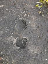 Grizzly tracks