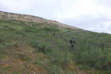 Dr. Bret-Harte and Emily Reast measure the size of a site that we will harvest plants from in the coming days