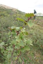 Dr. Bret-Harte's focus in this research looks at how alder shrubs impact the nitrogen cycle in this region. 