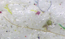 Examples of microplastics (phys.org)