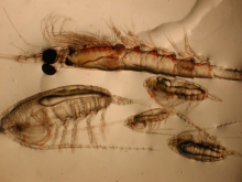 Krill and copepods. (Courtesy of Janet Duffy-Anderson)