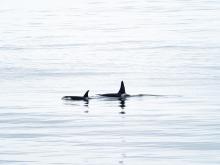 Orca whales from the Healy (Courtesy of Lindsey Leigh Graham)