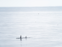 Two Orcas from the Healy (Courtesy of Lindsey Leigh Graham)