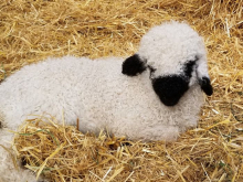 Valaise Sheep