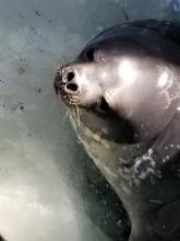 Weddell Seal