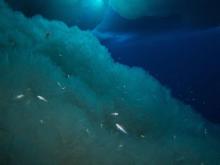 Anchor Ice with juvenile Antarctic Fish- Photo by Rob Robbins and Steve Rupp