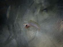 Platelet Ice with Antarctic Fish By Rob Robbins and Steve Rupp