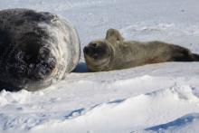 Seal Pup