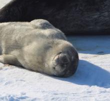 Seal Pup