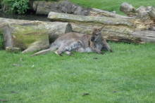 Relaxing Wallaby