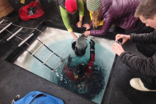 Diver handing off fish