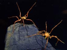 Sea spiders on a rock