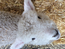 A lamb