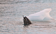 A leopard seal with a fish in its mouth