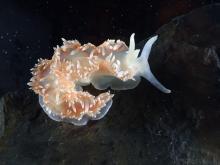 Nudibranch in the Crary Aquatic Lab