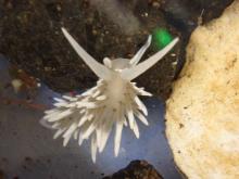 Nudibranch crawling on a rock