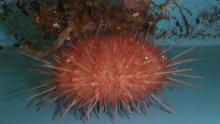 Sea urchin in a tank