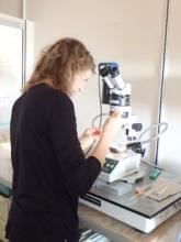 Dr. Amy Moran looking through a microscope.