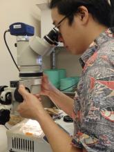 Aaron Toh looking through a microscope at sea spider embryos