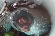 A Weddell seal in a dive hole