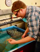 Graham Lobert holds a sea spider over a tank of water.