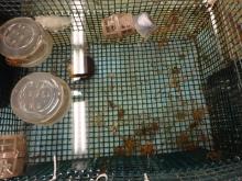 Sea spiders and tea infuser baskets holding eggs masses in a tank of water