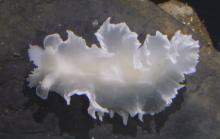 white nudibranch on a rock