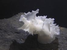 white nudibranch on a rock