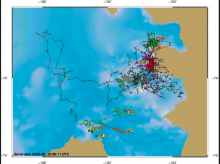 Seal locations following tagging