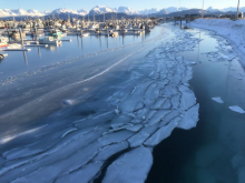 Thin sea ice in Homer Harbor