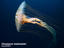 Sea jelly