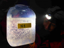 Jar of copepods