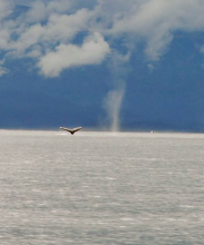 Whale tail and spout against mountainous background