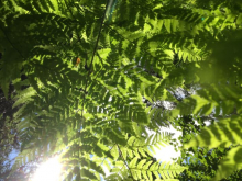 Sun through ferns